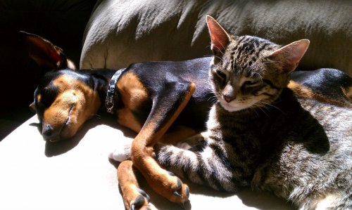 Удивительная дружба: кот Уинстон заботится о псе Зике (11 фото + видео)
