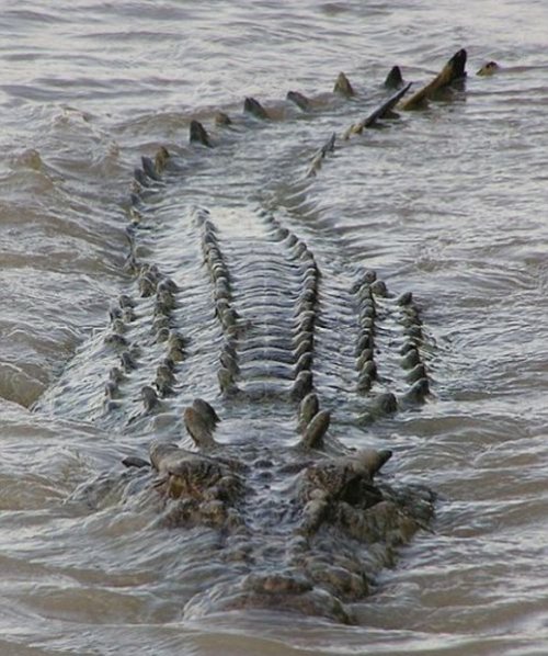 Гигантский крокодил Брут – местная достопримечательность реки Аделаида (8 фото)