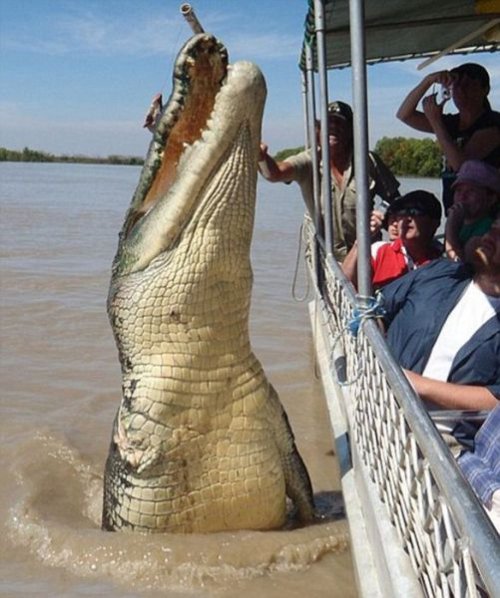 Гигантский крокодил Брут – местная достопримечательность реки Аделаида (8 фото)
