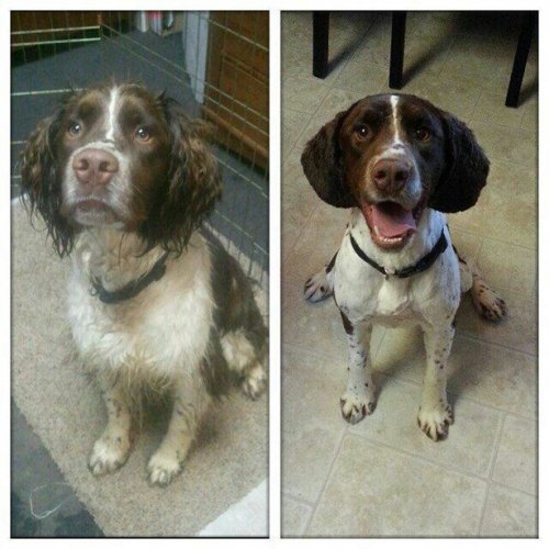 Чудесные собаки до и после стрижки (17 фото)