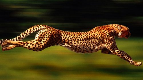 Топ-25 самых быстрых наземных животных