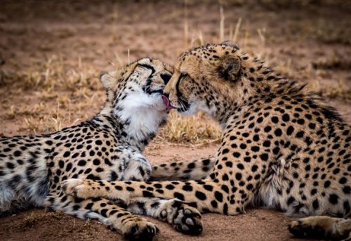 Очаровательные животные, которые не боятся проявлять свою любовь (25 фото)
