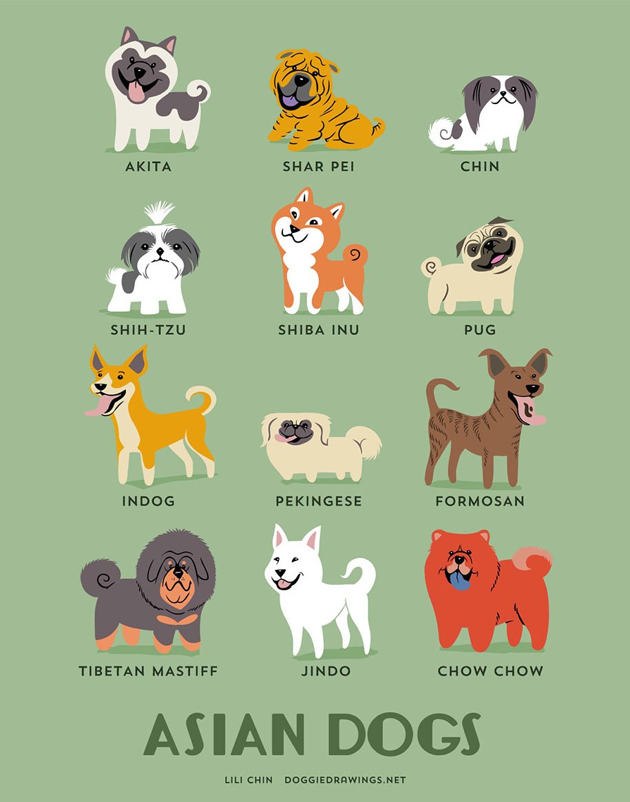 Плакат породы собак с фотографиями и названиями