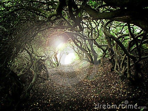 25 Сказочно красивых туннелей из деревьев, которые заставляют забыть о реальности