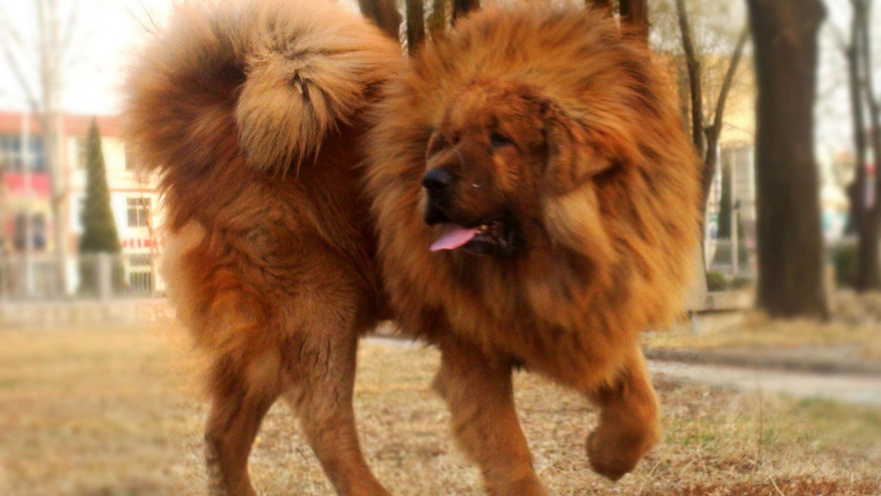 Tibetan mastiff fight