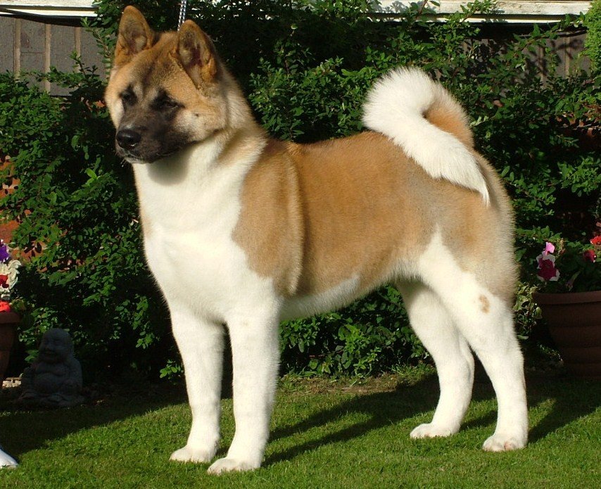 Родом из северной Японии, эта порода собак на... 