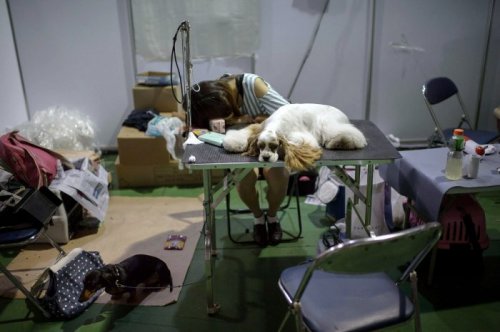 Участники выставки собак, прошедшей в Южной Корее (19 фото)