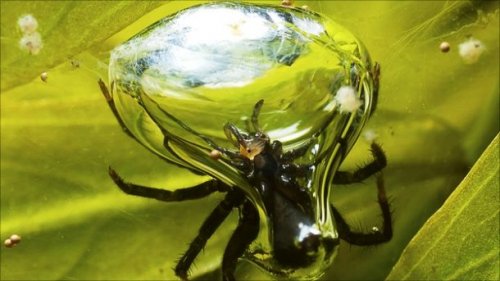 Топ-25 Очаровательных пауков, которые не так страшны, как вы думаете