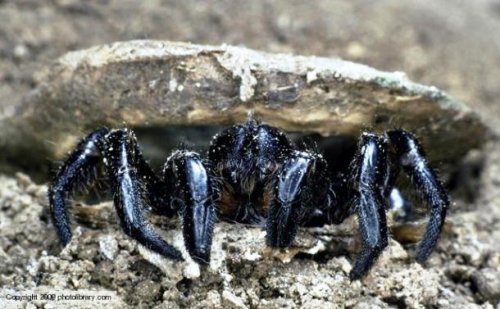 Топ-25 Очаровательных пауков, которые не так страшны, как вы думаете