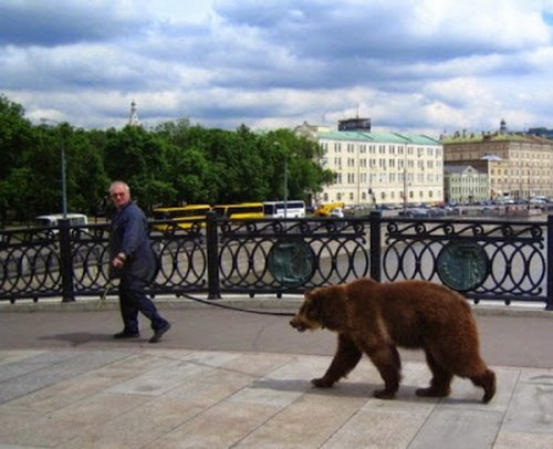 Медведи на улицах российских городов (27 фото)