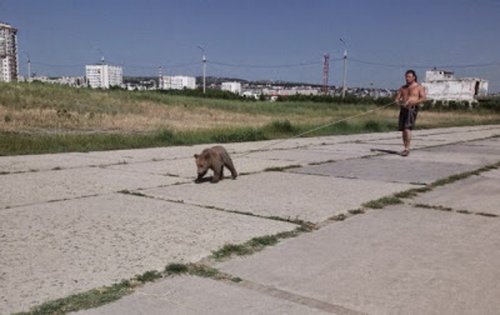 Медведи на улицах российских городов (27 фото)