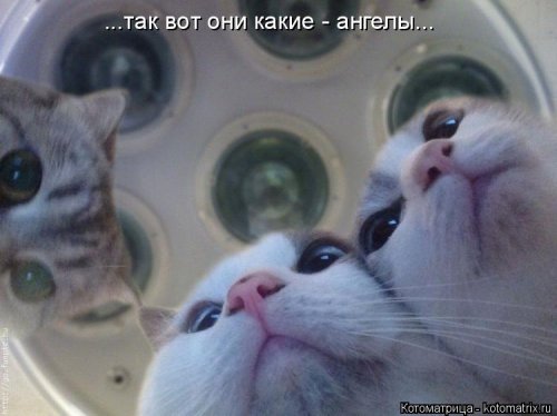 Котоматрица (30 фото)