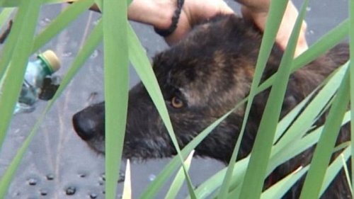 Двух бродячих собак спасли из заброшенного озера (7 фото + видео)