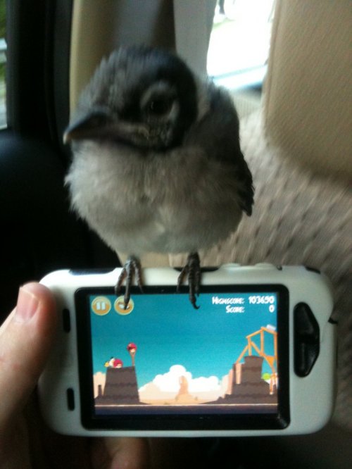 Angry Birds в реальности (18 фото)