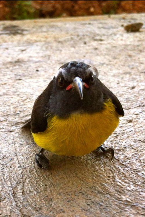 Angry Birds в реальности (18 фото)