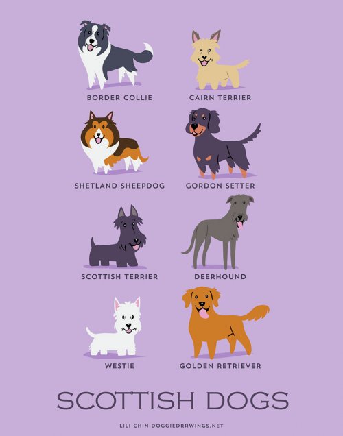 Происхождение пород собак в очаровательных постерах Лили Чин (11 шт)