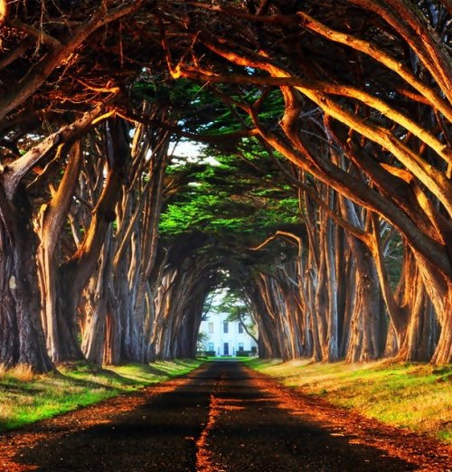25 Сказочно красивых туннелей из деревьев, которые заставляют забыть о реальности