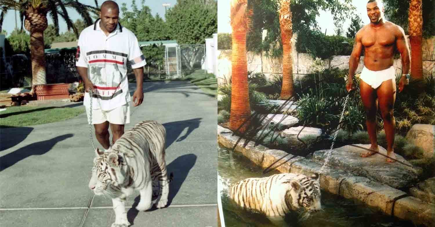 Майк Тайсон (Mike Tyson) - белые бенгальские тигры.