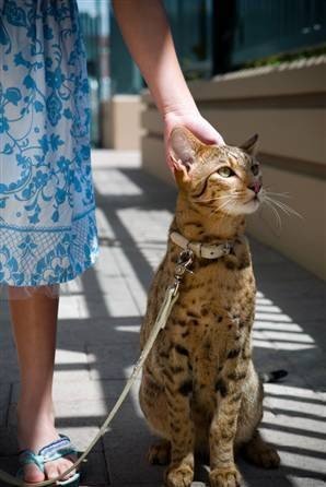 Ашера: самая дорогая порода кошек в мире (4 фото)