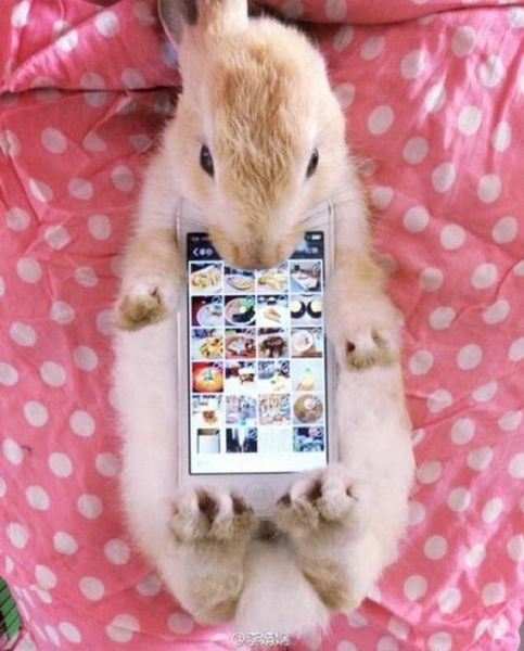 Новая тенденция в Японии: кролики в качестве футляра для смартфона (8 фото)