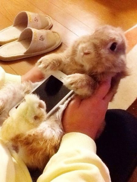 Новая тенденция в Японии: кролики в качестве футляра для смартфона (8 фото)