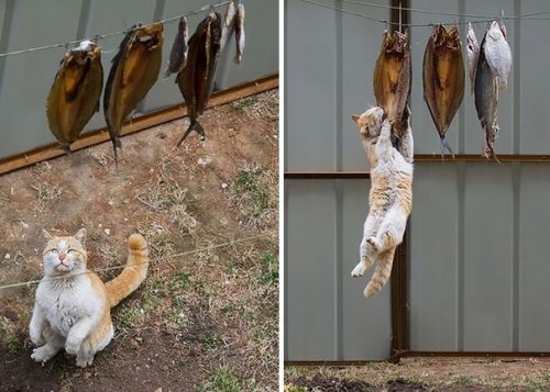 Очаровательные кошки-воришки (15 фото)
