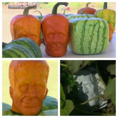 Фермер из штата Калифорния выращивает тыквы для Хэллоуина в виде Франкенштейна (3 фото)