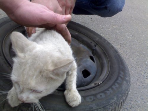 Спасение кота, прокатившегося порядка 15 км под капотом машины (6 фото)