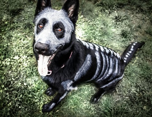 Костюмы скелета из нетоксичной краски для животных (10 фото)
