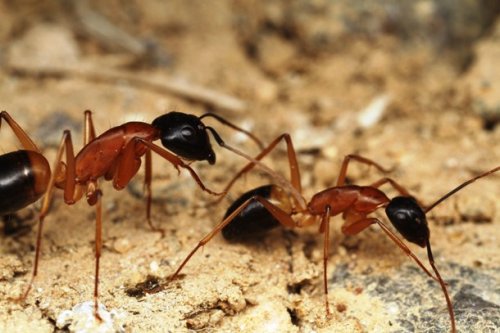 Топ-25 прикольных фактов про муравьёв, которые вы могли не знать