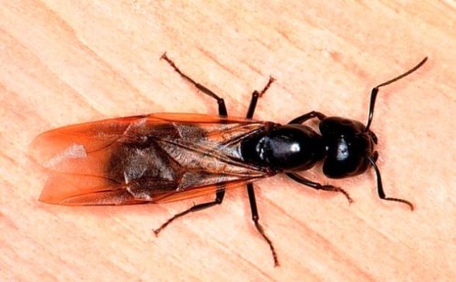 Топ-25 прикольных фактов про муравьёв, которые вы могли не знать
