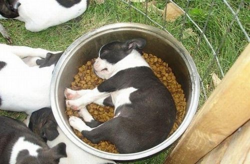 Спящие щенки и собаки (30 фото)