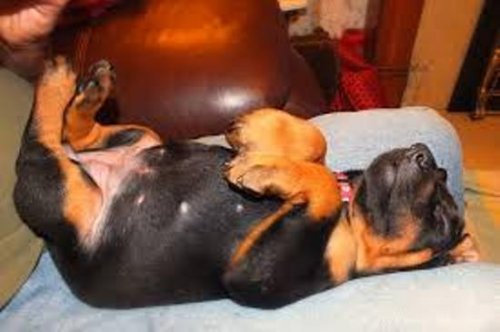 Спящие щенки и собаки (30 фото)