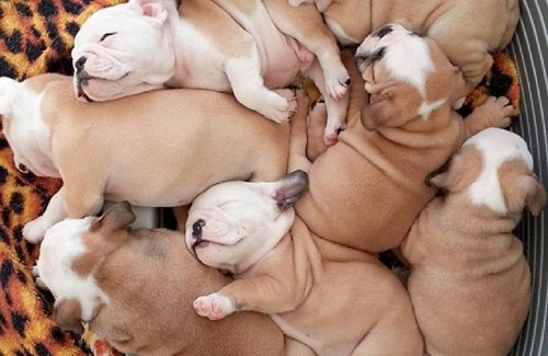 Фотографии очаровательных щенков, которые поднимут вам настроение (17 шт)