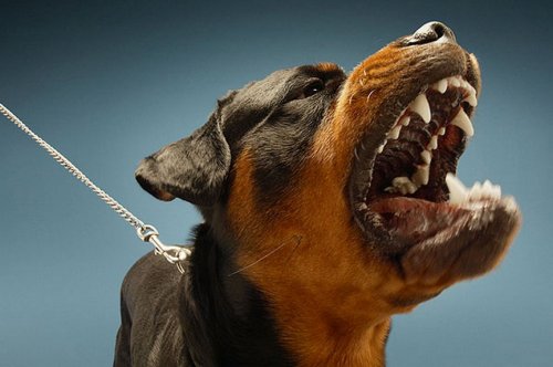 Топ-10 самых опасных пород собак в мире