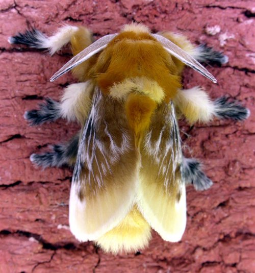 19 Волшебных превращений гусениц в бабочек и мотыльков (38 фото)