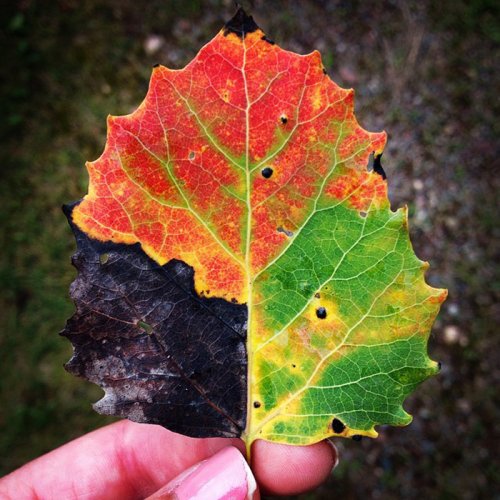 Осенняя палитра в фотографиях (15 шт)
