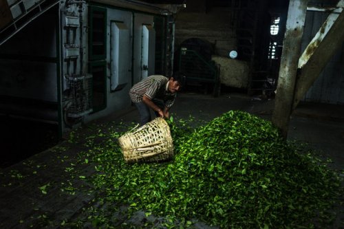 Процесс приготовления самого дорогого индийского чая (17 фото)