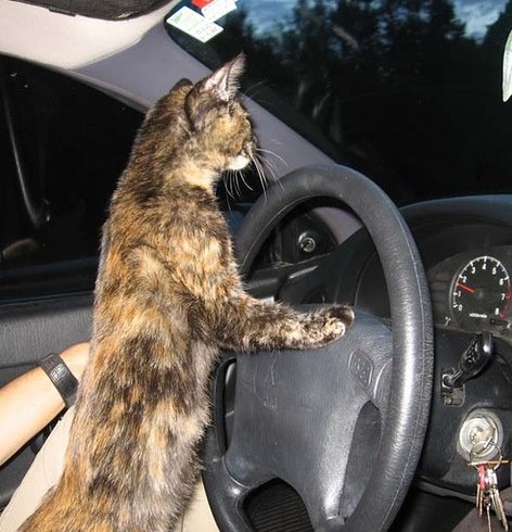 Коты за рулём (10 фото)