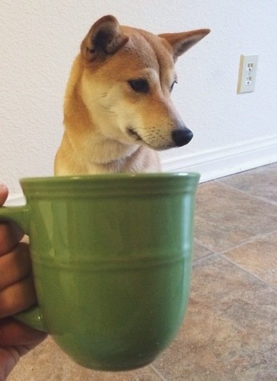 Топ-10 лучших фотографий "Собаки в чашках"