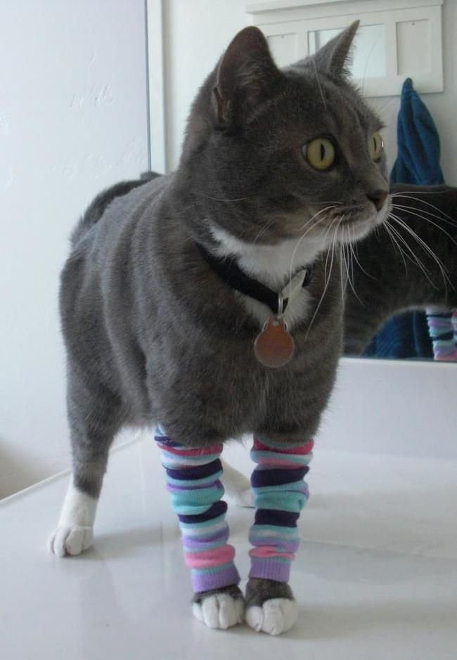 Одежда для кошки из носка