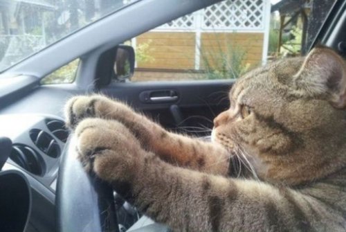 Коты за рулём (10 фото)