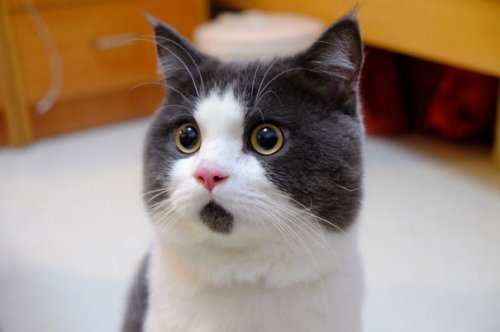 Самые известные коты в Интернете (65 фото)