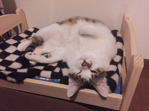 Японцы превращают кукольные кроватки от ИКЕА в спальные места для своих кошек (15 фото)