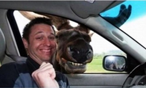Фотобомбы с животными, которые вас рассмешат (22 фото)