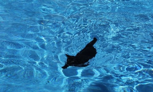 Плавающие кошки (14 фото)