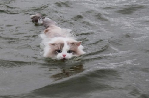Плавающие кошки (14 фото)