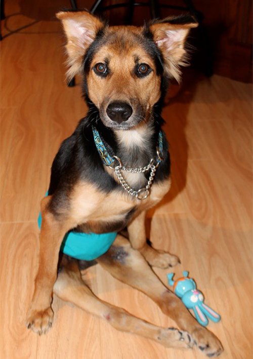 Трогательная история о Лео – щенке с парализованными задними лапами (16 фото)