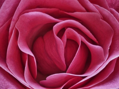 Потрясающие макрофотографии роз (17 шт)
