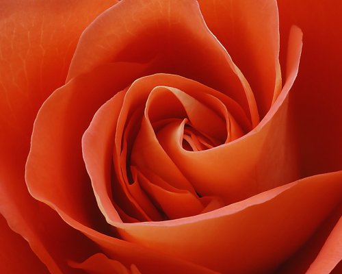 Потрясающие макрофотографии роз (17 шт)